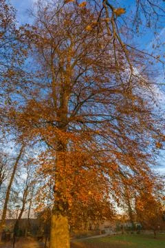 Large orange tree vertical view close-up Stock Photos