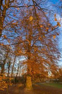 Large orange tree vertical wide view Stock Photos