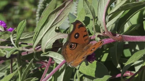 Large Orange Winged Butterfly Resing On Leaf Stock Footage 292271229