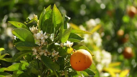 Large oranges growing on a tree with flowers. Stock Footage 130528220