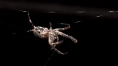 crawling spider screensaver