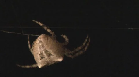 Large orb spider crawls along web - Close up Stock Footage 8826851