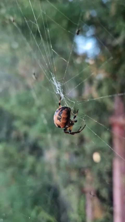 A large orb-weaver spider with a distinctive orange-black pattern Stock Footage 342984869