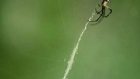 Large orb weaver spider on its web Stock Footage 103750228