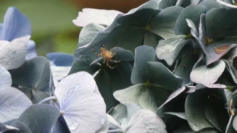 Large orb weaver spider in it's web Stock Footage 139133401