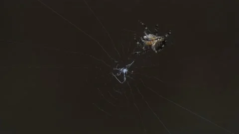 Large orb weaver spider in it's web Stock Footage 139133452