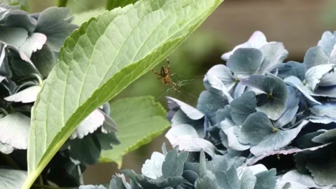 Large orb weaver spider in it's web Stock Footage 139133828