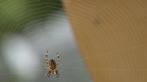 Large orb weaver spider in it's web Video stock 139133936