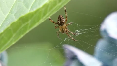 Large orb weaver spider in it's web Stock Footage 139133952