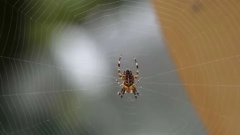 Large orb weaver spider in it's web Stock Footage 139134099