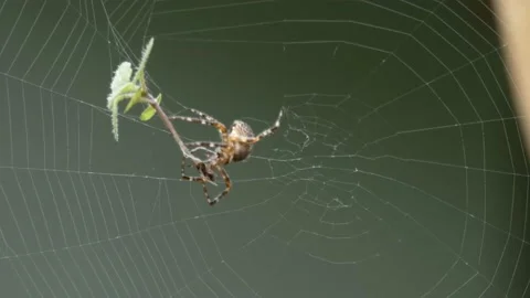 Large orb weaver spider in it's web Stock Footage 139134327