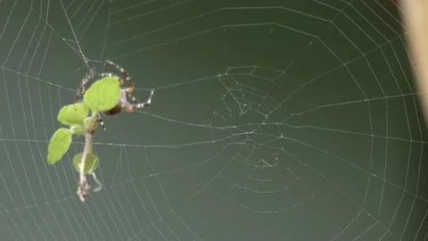 Large orb weaver spider in it's web Stock Footage 139134448