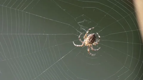 Large orb weaver spider in it's web Stock Footage 139134581