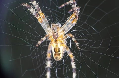 Large orb weaver spider on its web in a garden Stock Photos