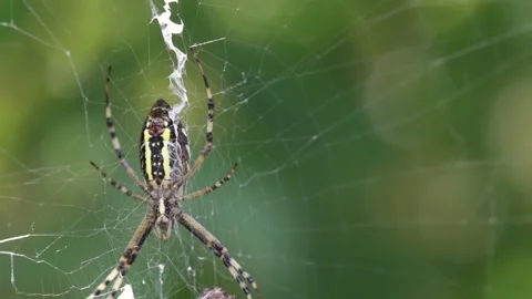 Large orb weaver spider resting on web Stock Footage 292879296