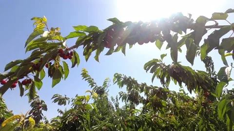 Large orchard with cherry trees. Stock Footage 197798056