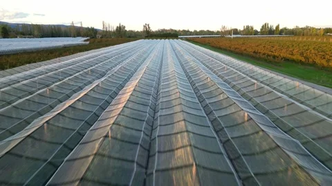 Large orchards with hail protection net over the rows of apple trees Video stock 222612004