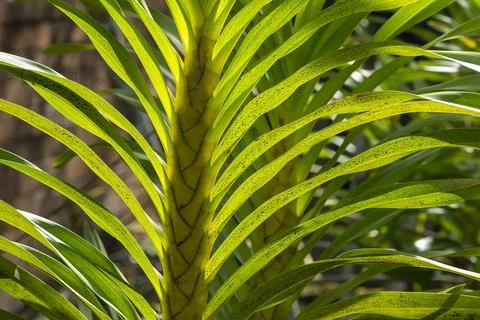 Large orchid  it is the king of orchids. Photos