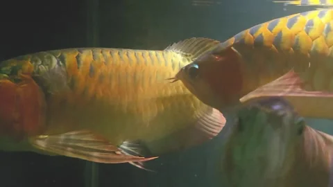 Large Ornamental Fish Swimming Inside Aquarium Tank Stock Footage 336291267