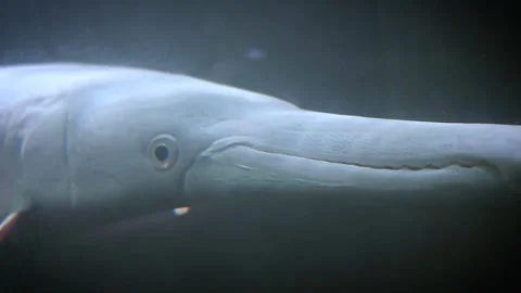 Large Ornamental Fish Swimming Inside Aquarium Tank Stock Footage 336291268