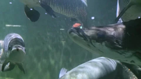 Large Ornamental Fish Swimming Inside Aquarium Tank Stock Footage 336291271