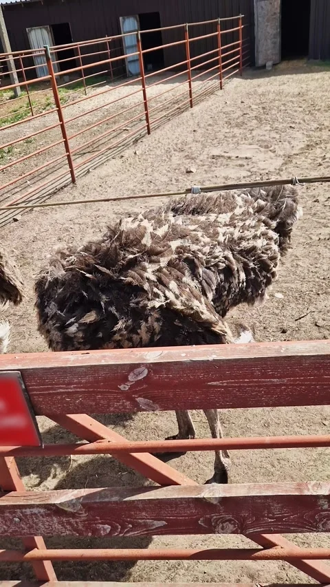 Large Ostrich Bird Walking Through Dusty Farm Enclosure Behind Fence Video stock 339077487