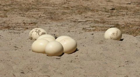 Large ostrich eggs rest on sandy ground Stock Photos
