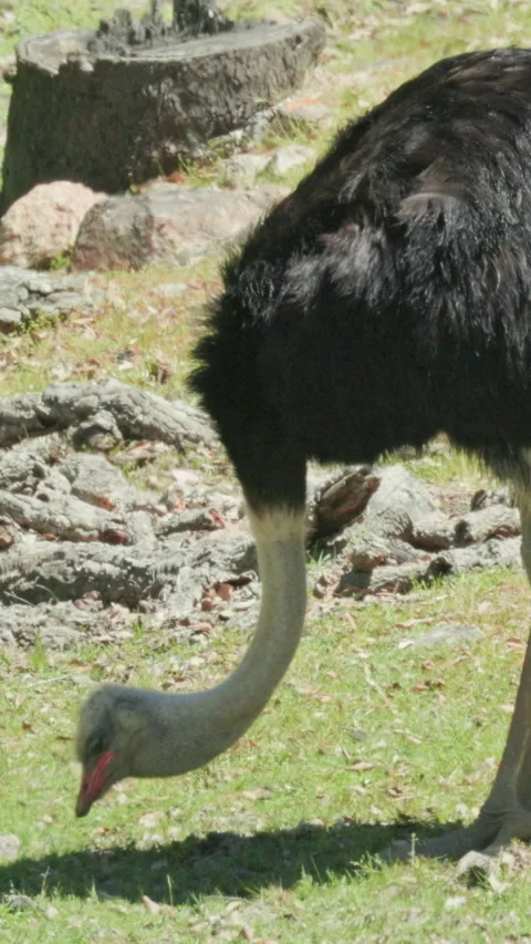 Large ostrich pecking at grass in enclosure Stock Footage 327652344