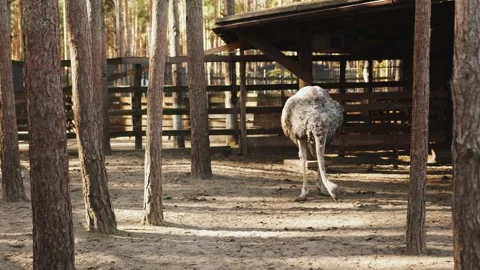 A large ostrich wanders gracefully through the sandy territory of the zoo. The Stock Footage 311530522