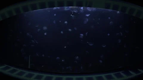 A large, oval aquarium window in an oceanarium showcases jellyfish floating grac Stock Footage 291846936