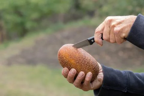 Large overripe seed cucumber.The process of obtaining cucumber seeds. Stock Photos