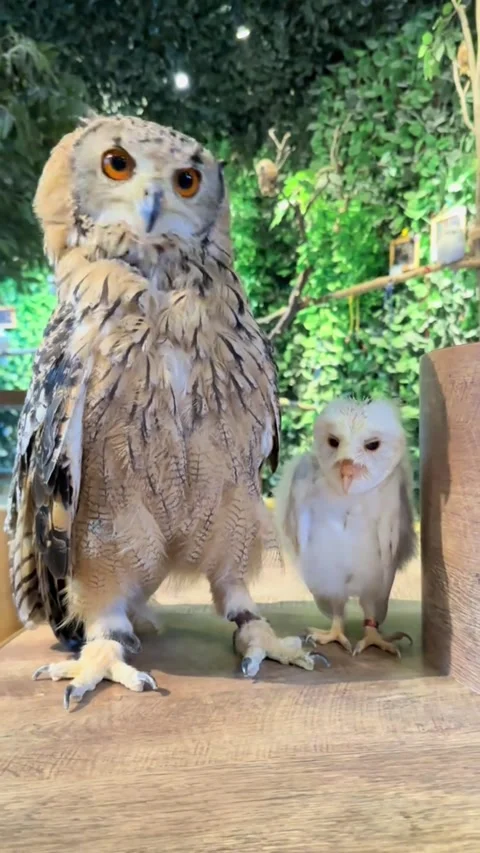 Large owl and small white owl standing together on wooden platform Video stock 341870335