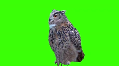 Large owl Stock Footage 48993218