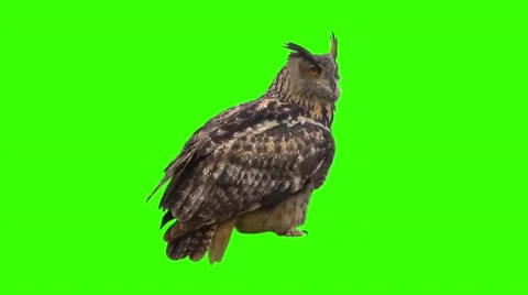 Large owl on a green background Stock Footage 48993257