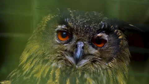 Large owl looking Stock Footage 258074282