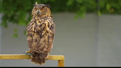 A large owl resting Stock Footage 254129867