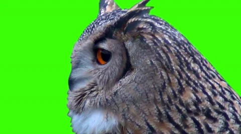 Large owl turns the head Stock Footage 48993230