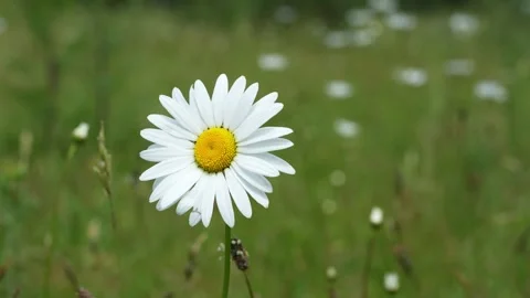 A Large Oxeye Daisy Blowing in the Wind on a Summer Day Stock Footage 277915039