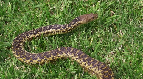 Large Pacific Gopher Snake Slithering Forward. 4k Stock-Footage 53853994