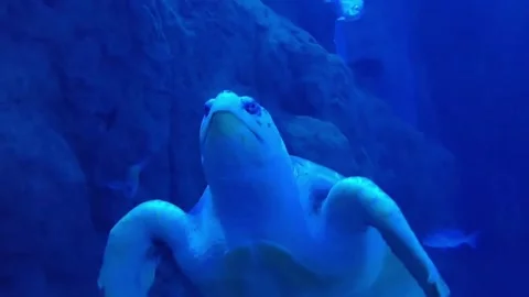 Large pacific turtle Stock Footage 260680522