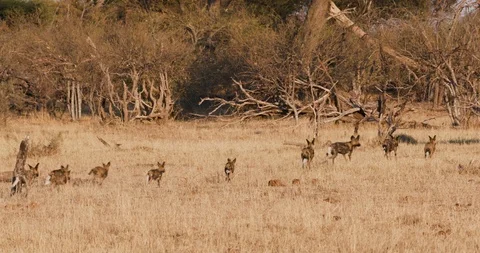 A large pack of African wild dogs with young pups running in the grass Stock Footage 118316149