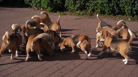 Large pack of beagles walks around yard in search of food. Hunting dogs on walk Stock Footage 143153078