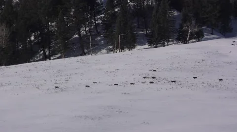 Large Pack of Gray Wolves Walking Across Snow at Yellowstone NP in Winter Stock Footage