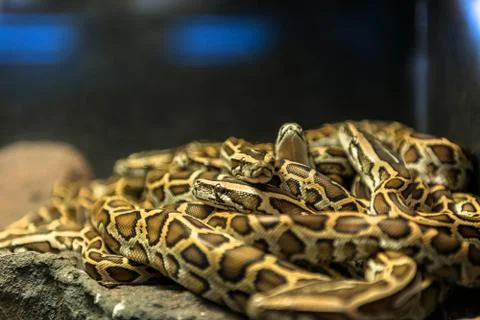 Large pack of young snakes Stock Photos