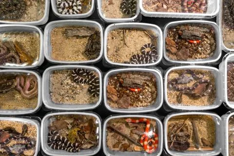 Large pack of young snakes Photos
