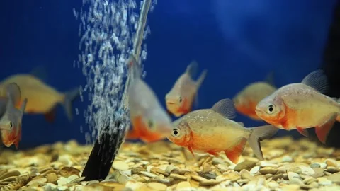 piranha eating goldfish