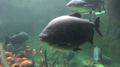 Large Pacu School Of Fish 스톡 동영상 37174619