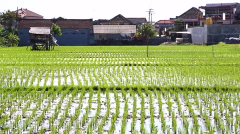 Large Paddy Field 2 Stock Footage 50414428