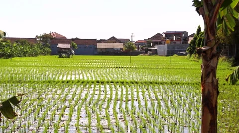 Large Paddy Field Stock Footage 50414237