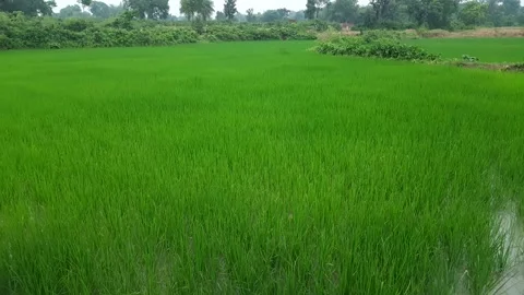 A large paddy field. Stock Footage 141753724